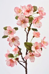 Fototapeta premium Pink Cherry Blossom Flowers On Branch