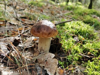 mushroom in the forest