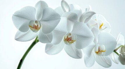 Orchid Plant Close-Up: Delicate Stems and Vibrant Flowers