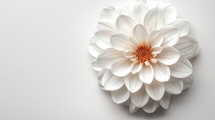Serene White Carnation Blooms against Gray Background