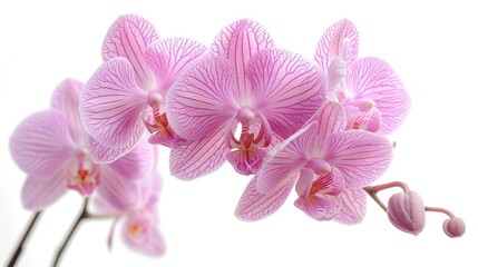 Delicate Beauty in Triangular Formation, Orchid Bloom Unites Strength