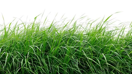 Fototapeta premium Serene Tall Grass Landscape