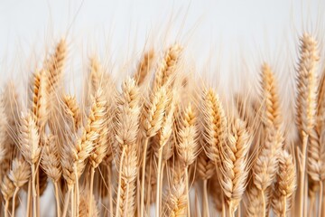 Close-Up View of Wheat Stalks with Heads Attached