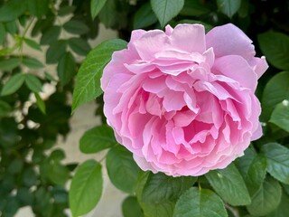 Rose beautiful flower.