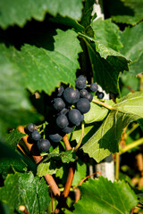 Grapes on the vine
