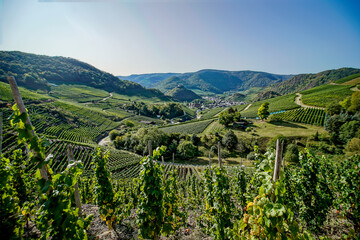Grapes on the vine