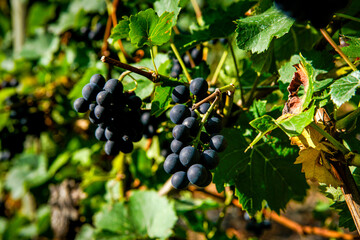 Grapes on the vine