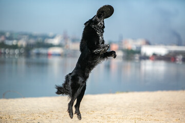 border collie catching a frisbee on the beach