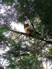 Owl on a tree