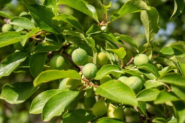 Albero da frutto con frutti in maturazione