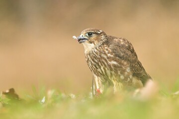 Merlin Falco columbarius eating caught hunting bird woodpecker bird wild northern sparrowhawk wildlife prey nature predator, beautiful animal, lovely watching ornithology, Europe