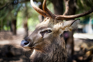 Close up head, face and horns of young male brown Sambar deer standing on blurred natural background in Thailand.