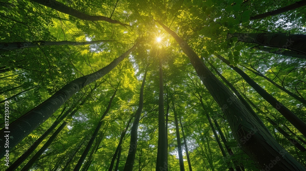 Poster a forest with trees reaching up to the sky. the sun is shining through the trees, creating a warm an