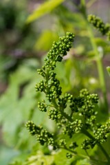 Grappolo d'uva in maturazione