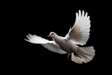 Fototapeta premium A White Dove With Open Wings Flying On a Black Background