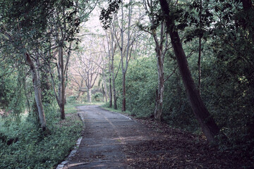 Curved concrete roadway with fallen dry leaves in autumn winds through a green nature park with trees and plants in the forest, national park view in Thailand.