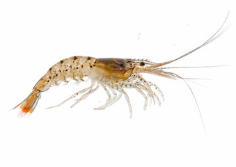 shrimp isolated on white background