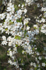 tree, nature, flower, blossom, season, spring, springtime, background, floral, leaf, landscape, outdoor, park, plant, cherry, beautiful, bloom, environment, green, branch