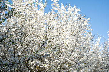 tree branch, nature, flower, blossom, season, sunlight, tree, blooming, day, spring, springtime, leaf, landscape, sky, outdoor, park, plant