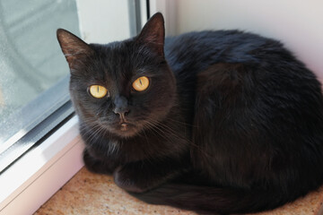 eye, pet, cat, animal, cute, indoor, portrait, resting, house, fur, mammal, comfortable, feline, yellow eyes, windowsill, window, domestic animal, fluffy, adorable