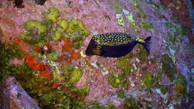 Close-up of Spotted Boxfish (Ostracion meleagris) on colorful coral at Cocos Island. Detailed slow motion shot focusing on unique patterns and textures of fish and surrounding coral.