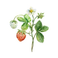 Strawberry sprig. Berries, leaves and flowers. Watercolor illustration isolated on white background. Jam labels, juices, packaging, cosmetic products.