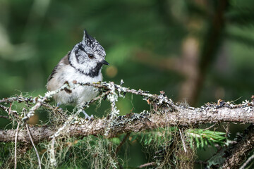 Crested Tit perched on a branch