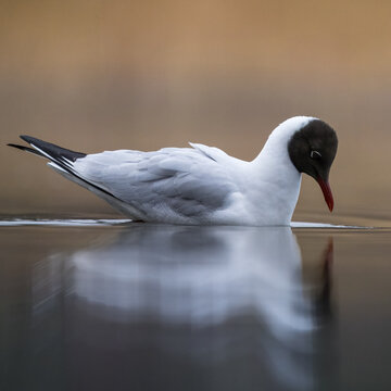 Black-Headed Gull admiring Its reflection