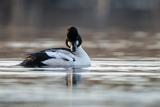 Male goldeneye