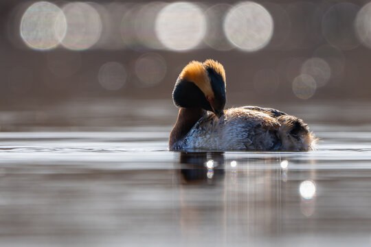 The horned grebe