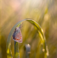 Kolorowy motyl Modraszek Ikar na źdźble trawy. 