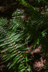 Sword fern (polystichum munitum)
