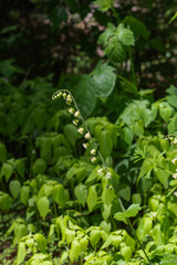 Tellima grandiflora, bigflower tellima, or fringecups
