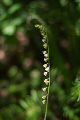 Tellima grandiflora, bigflower tellima, or fringecups
