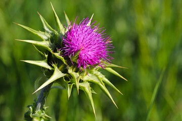 Blüte der Mariendistel