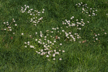 Daisy Bellis perennis  © Conrmiller