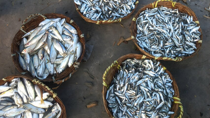baskets of fish are laid out on the ground