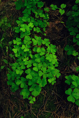 green clover leaves in forest, dark abstract natural background. three-leaves oxalis plant. top view
