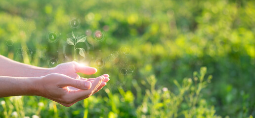 Hands support the sprout of a drawn plant .