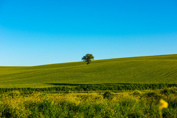 Fototapeta premium Lonely tree in nature. Tree in green fields wheat with blue sky.