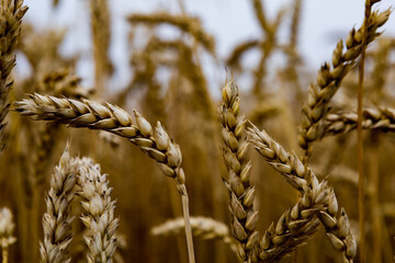 spikelets of wheat in a cereal field close up