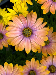yellow and purple flowers