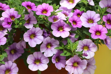 Mixed colors petunia flowers bloom in the garden. Close up.