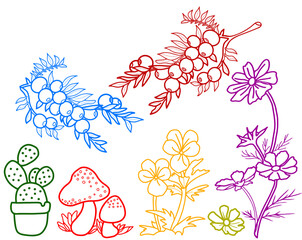 plants of cactus, mushroom, flowers, and berries illustration