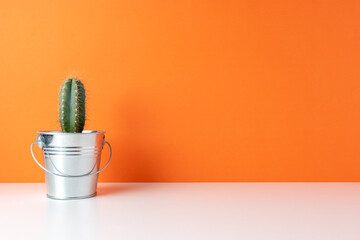 Cactus plant in pot on bright background. Minimal composition.