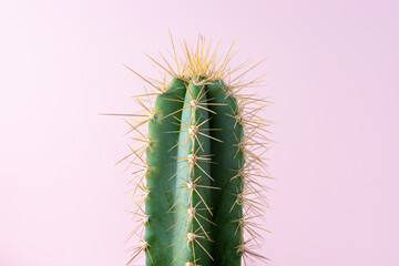 Close-up view of green cactus on bright background. Minimal composition.