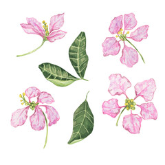 Pink flowers of the Acerola berry plant, red Barbados cherry tropical leaves clipart. Malpighia emarginata glabra watercolor illustration. Superfood for print, packaging, labels, food supplements