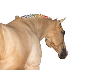 Palomino horse with rainbow braids © Terri Cage