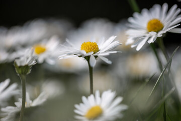 Pretty daisy flowers on a sunny spring day, with selective focus