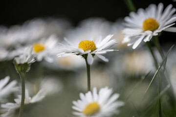 Pretty daisy flowers on a sunny spring day, with selective focus © lemanieh